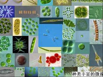 微藻能源
