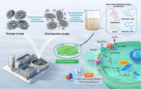 同济大学戴晓虎教授团队WR|污泥'变身'植物激素助力微藻产生物油