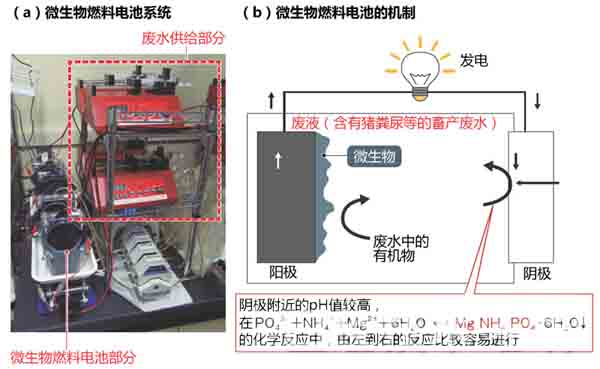 图1:利用微生物燃料电池回收磷