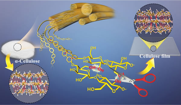 "分子剪刀"实现α-纤维素转变为纤维素膜材料示意图