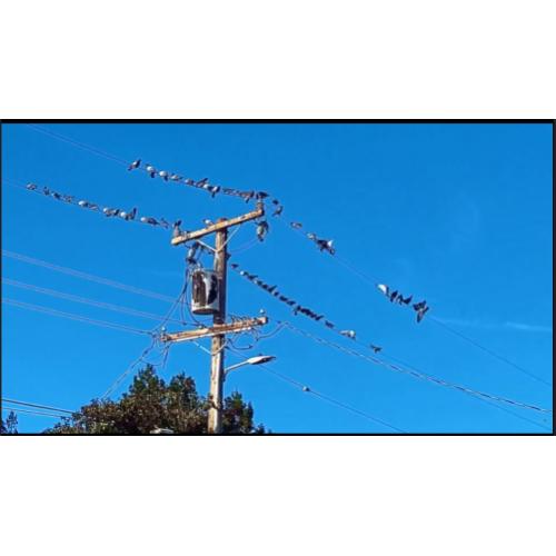 输电线路智能综合驱鸟器